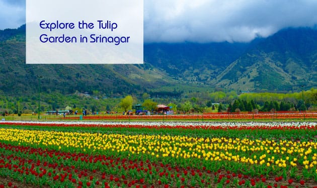 Have You Seen the Magic of Kashmir Tulip Garden Yet?